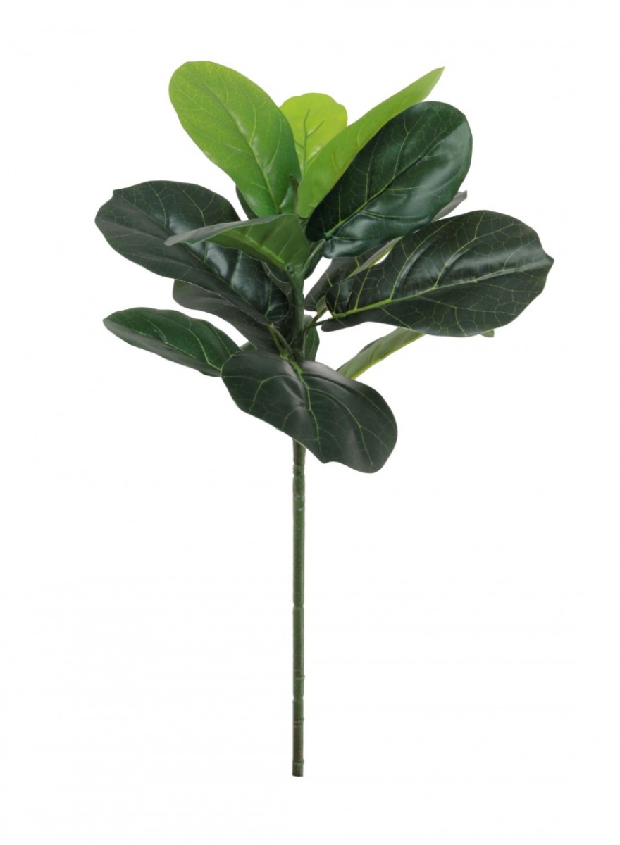 Large Tropical Ficus Plant