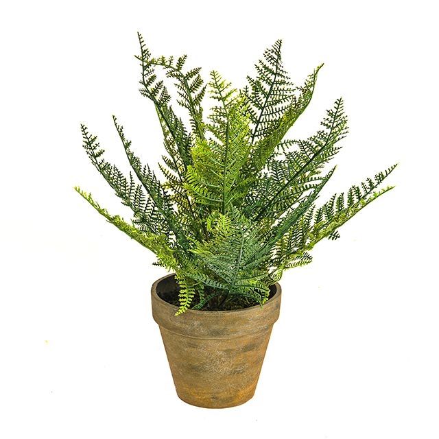 Potted Lace Fern 38cm