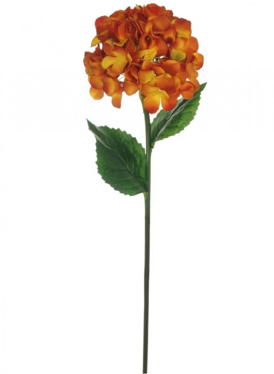 Large Mophead Hydrangea Burnt Orange