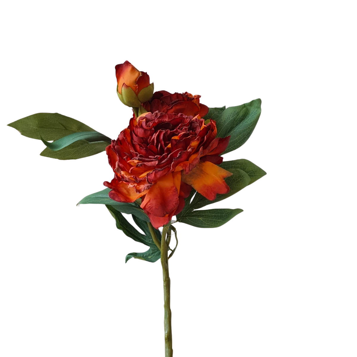 Russet Eleanor Peony Flower