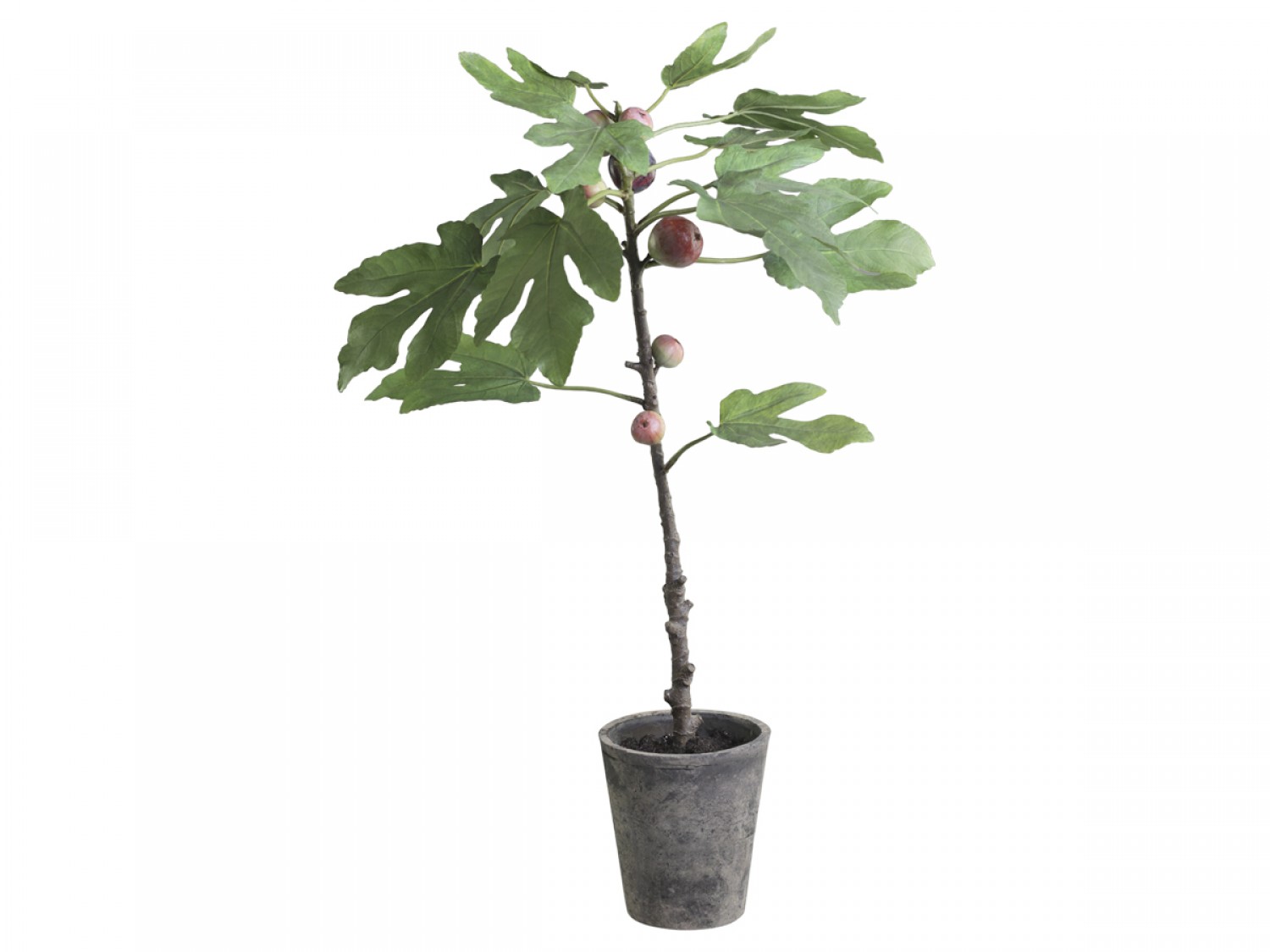 Fleur Fig Tree in ceramic planter