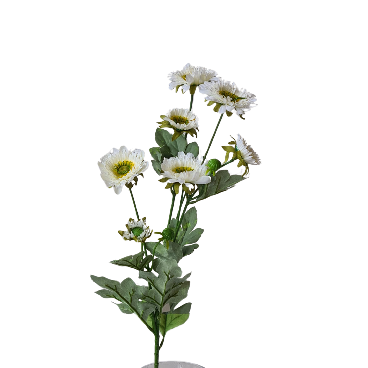Wild Gerbera Spray White Flower