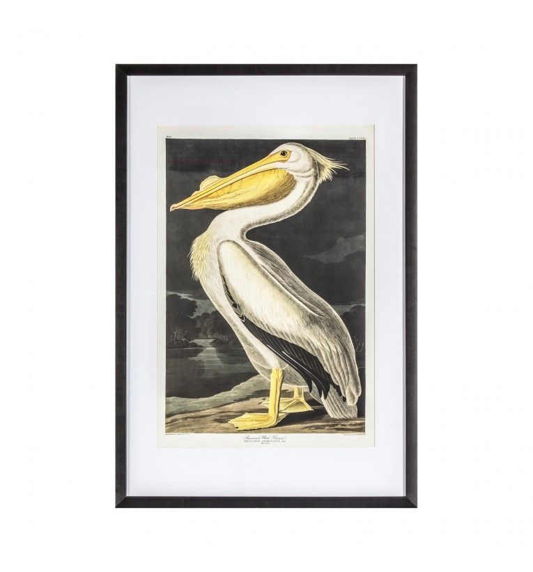 Inquisitive Pelican Framed Art