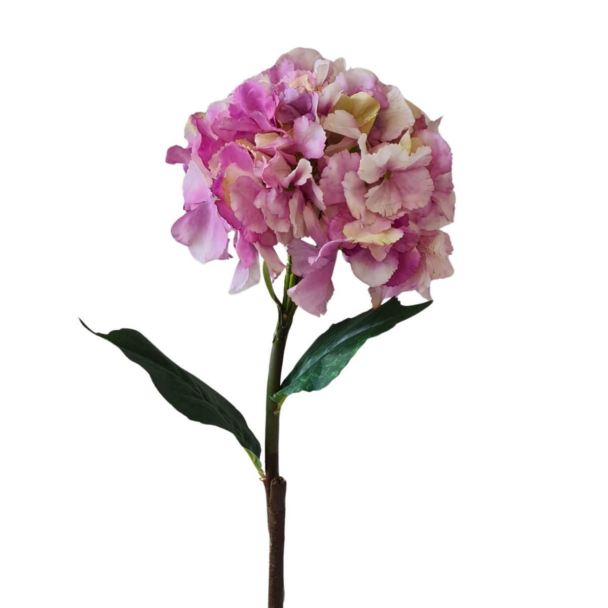 Large Mophead Hydrangea Blush Pink