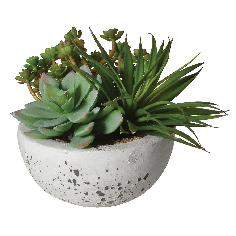 Mixed Succulents in Cement Bowl Grey