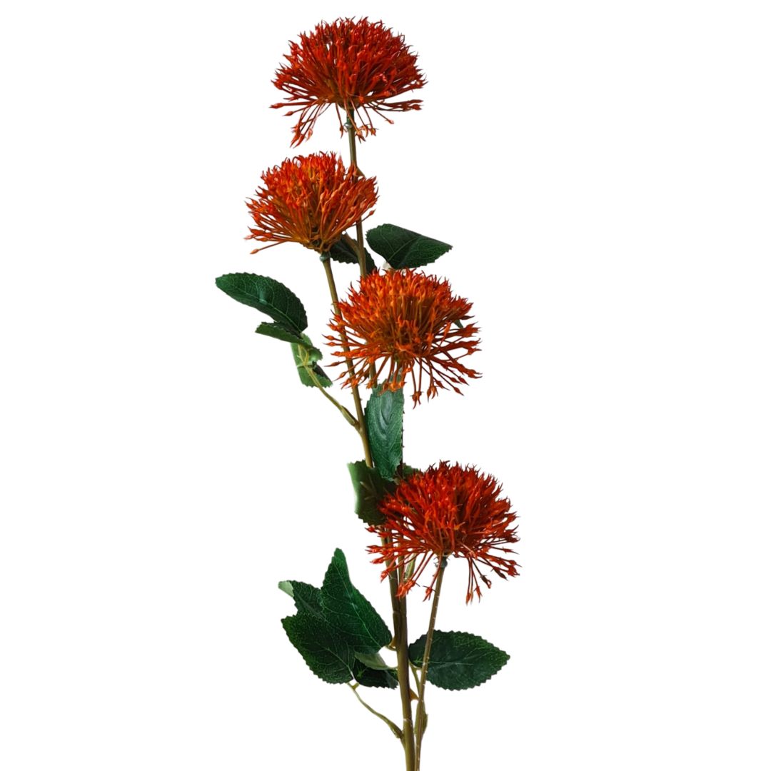 Orange Fireball Stem Flower